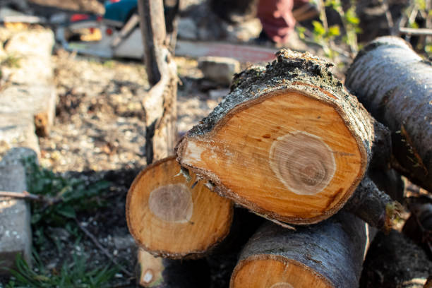 How Our Tree Care Process Works  in  Avoca, IA